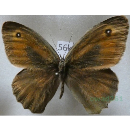 Maniola cypricola (Graves, 1928) male Cyprus56k